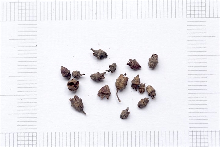 ノリウツギの種