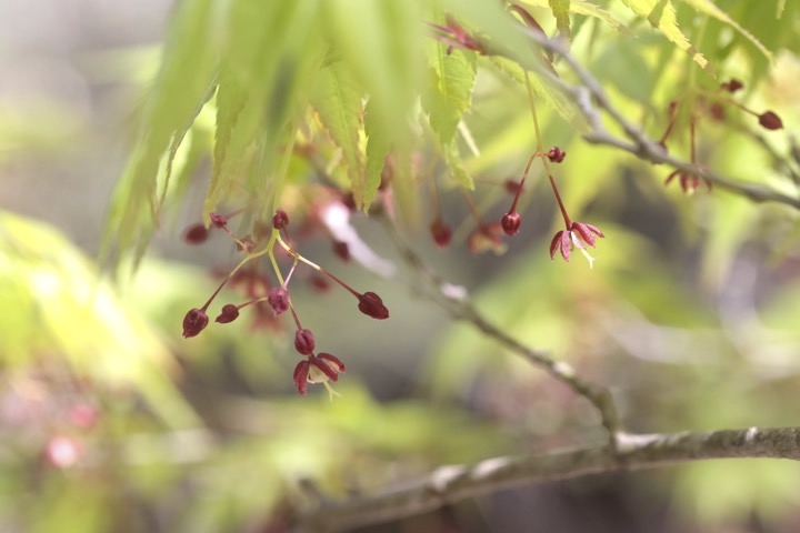イロハモミジの花