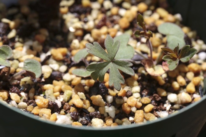 アサマフウロの芽生え