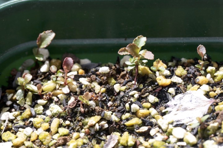 カクミノスノキの発芽