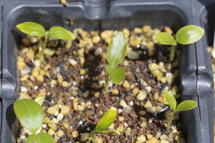 ツルウメモドキの発芽