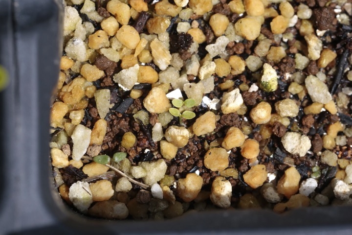 バイカツツジの発芽