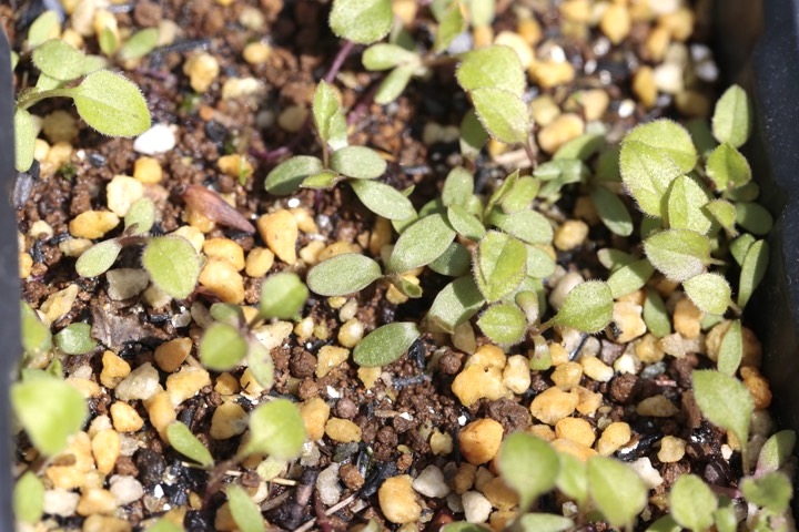 アキノキリンソウの発芽