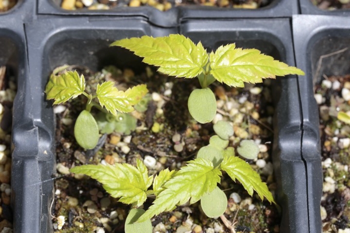 ヤマブキの発芽