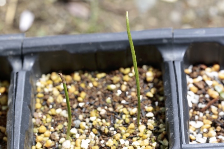 アオヤギソウの発芽