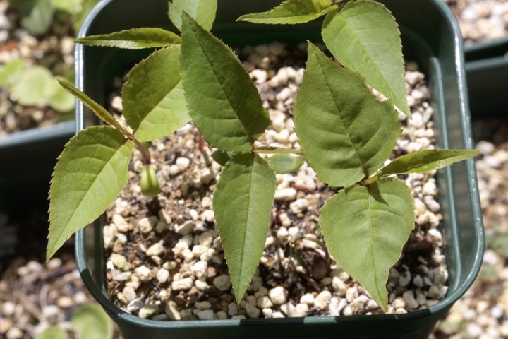 ウワミズザクラの発芽