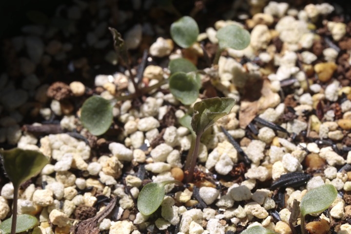 アケボノスミレの発芽