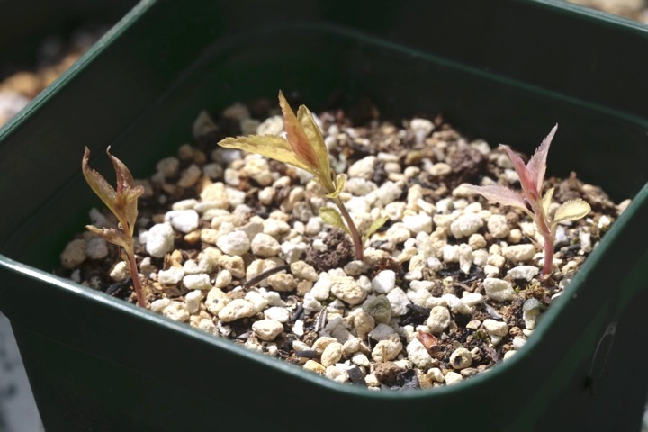 ニワウメの発芽