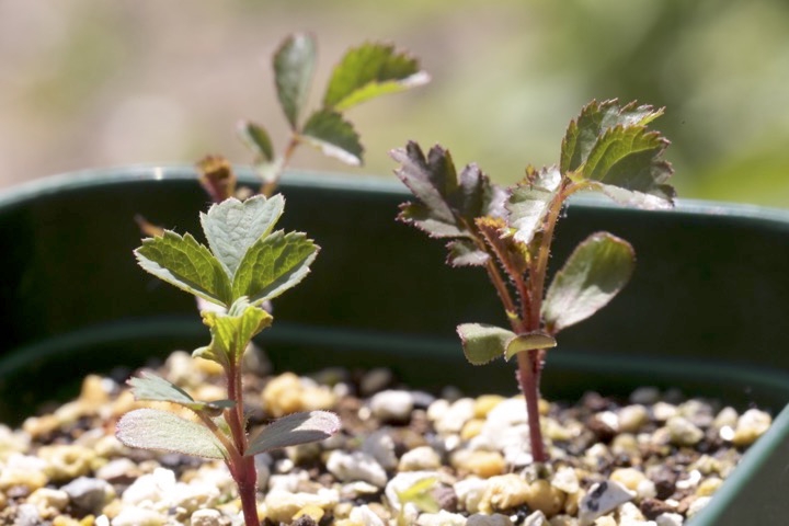 ２年目のハマナス