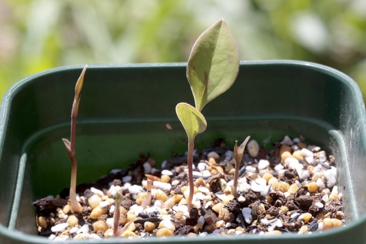 サルトリイバラの発芽