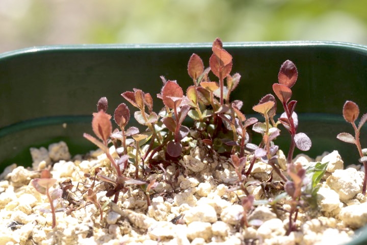 ２年目のブルーベリー