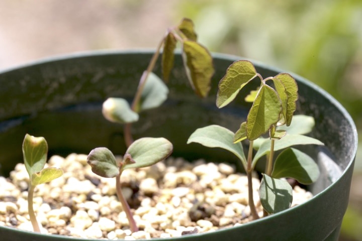 ミツバアケビの発芽