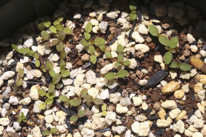 タニウツギの発芽