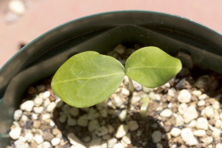 ツリバナの発芽