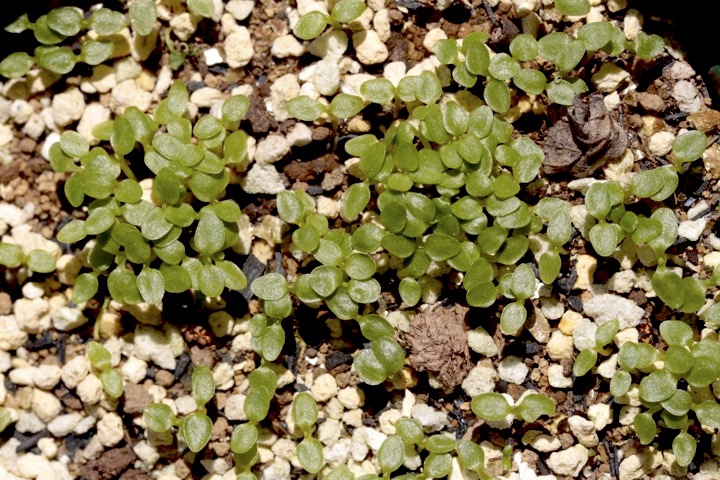 アケボノソウの発芽