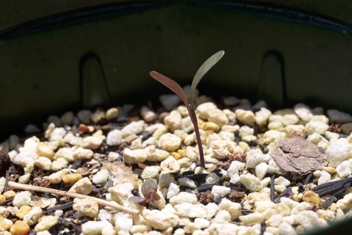 コマユミの発芽