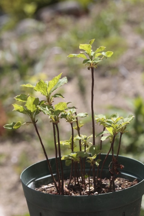 ２年目のサラサドウダン