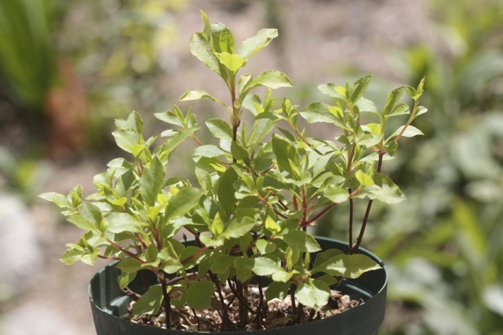 ２年目のアブラツツジ