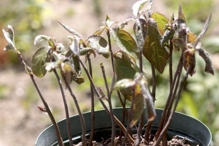 ２年目のカマツカ