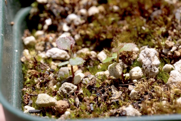 ナツハゼの発芽