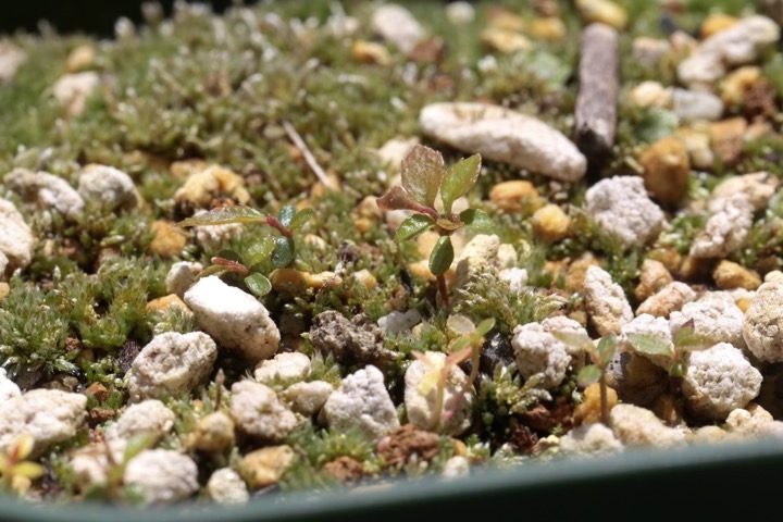 発芽から半年のアクシバ