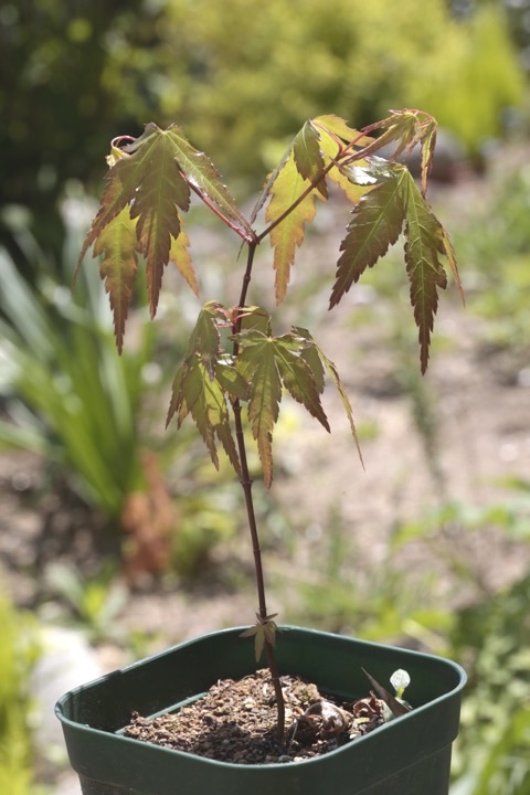 ２年目のイロハモミジ