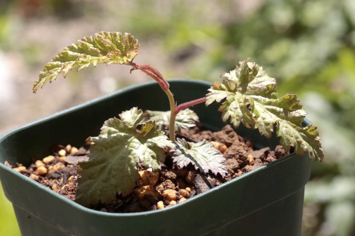 ２年目のモミジイチゴ