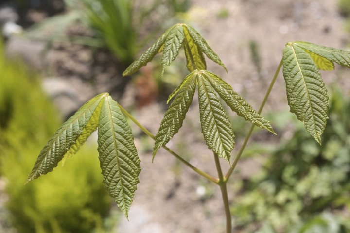 トチノキの発芽