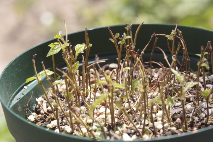 ２年目のコウゾ