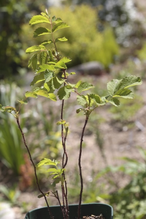 ２年目のタカネイバラ