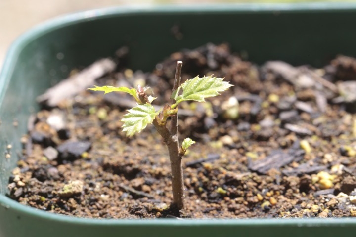 ２年目のサワシバ