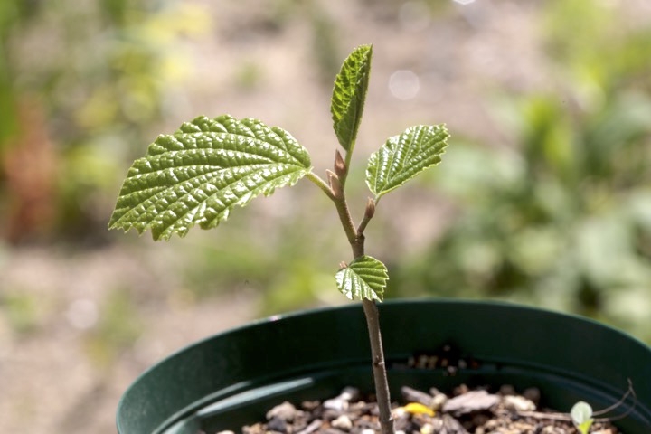 ２年目のアカバナマンサク