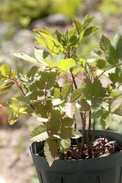 ２年目のナナカマド