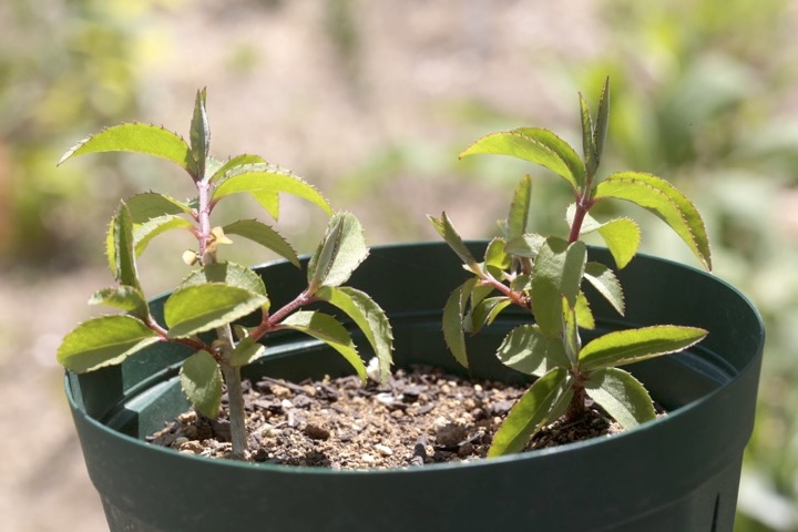 ２年目のウツギ