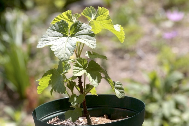 ２年目のフサスグリ