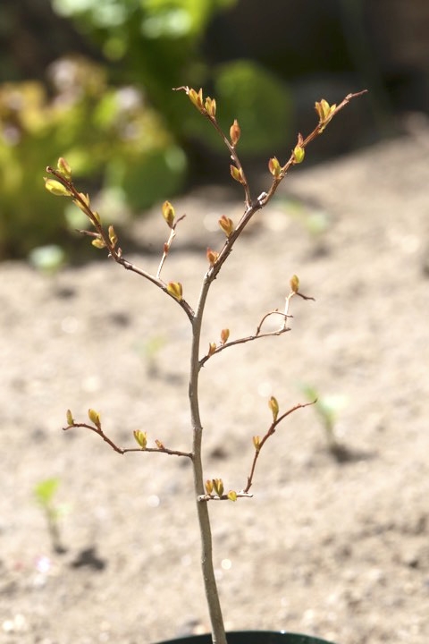 ２年目のサルスベリ