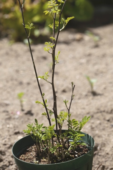 ２年目のコマツナギ