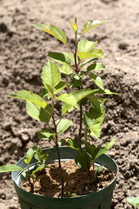 ２年目のヒメリンゴ