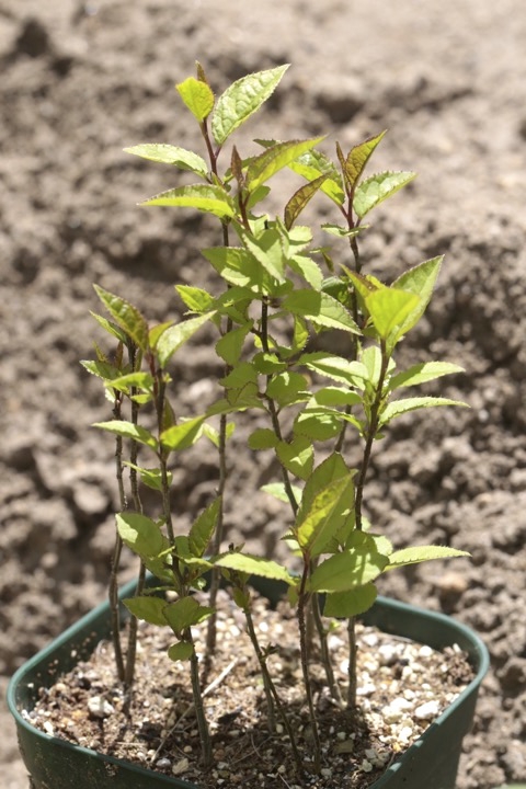 ２年目のウメモドキ