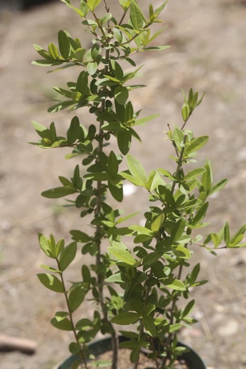 ２年目のイボタノキ