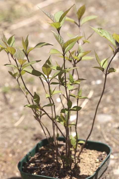 ２年目のムラサキシキブ