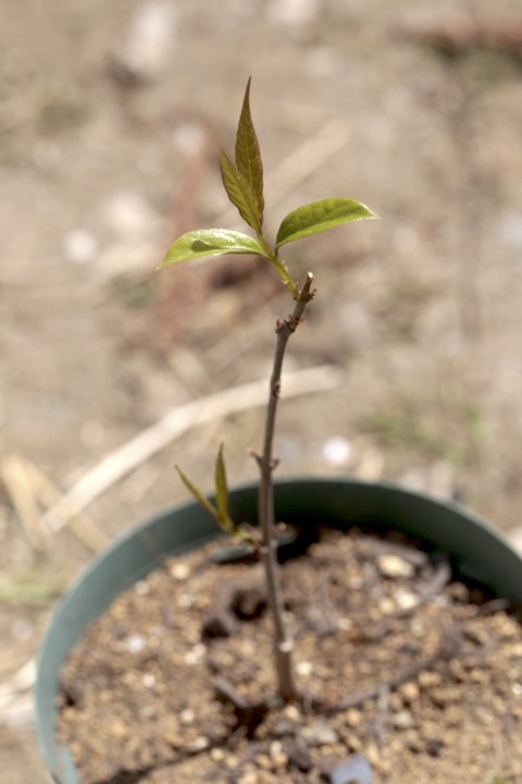 ２年目のロウバイ