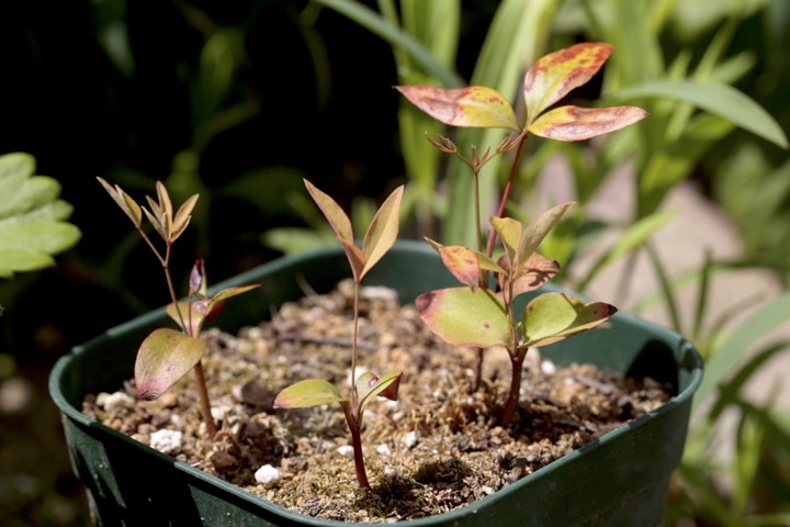 ２年目のナンテン