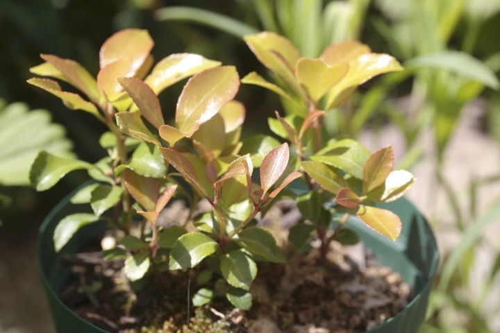 ２年目のアセビ