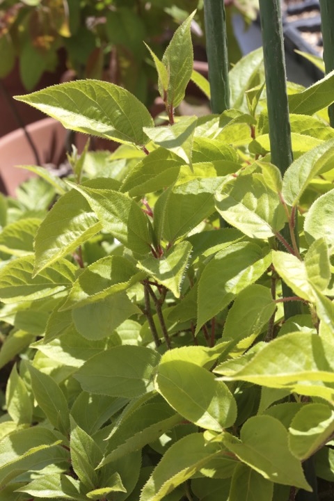 ２年目のサルナシ