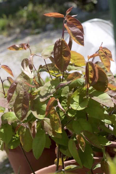 ２年目のジューンベリー