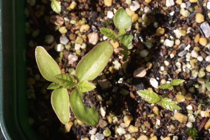 ヤブデマリの発芽