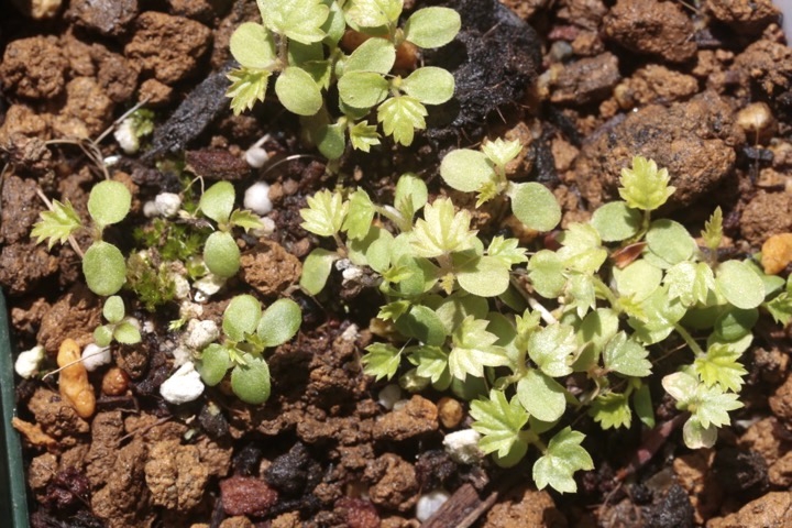 モミジイチゴの発芽