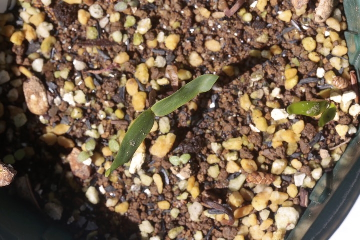 モチノキの発芽