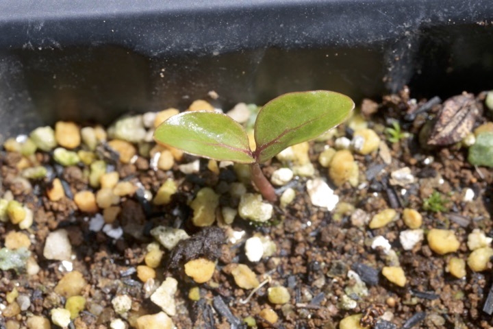 サンゴジュの発芽